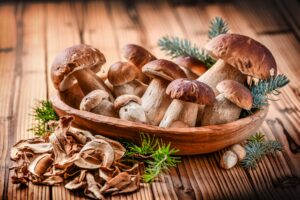 Read more about the article You Too Can Grow Giant Mushrooms in Your Basement!