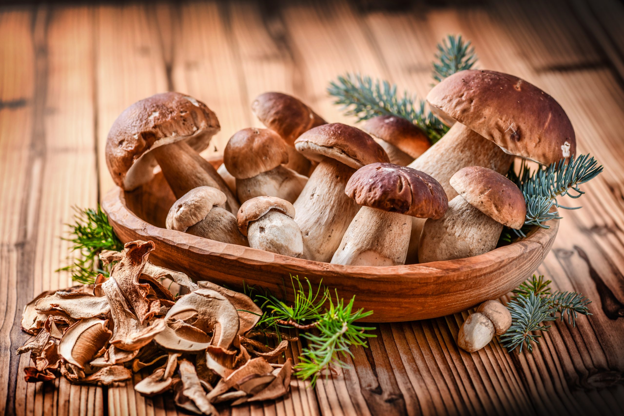 Read more about the article You Too Can Grow Giant Mushrooms in Your Basement!